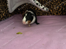Babie girl Guinea pig 5weeks old