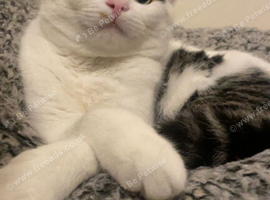 Cat for sale