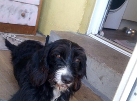 Bertie