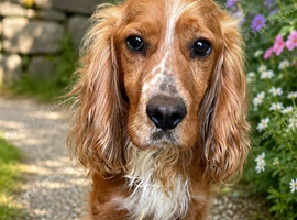 Working sprocker spaniels 4 GIRLS LEFT ONLY