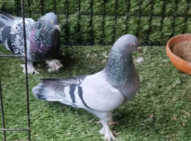 Turkish pigeons