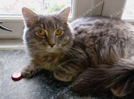 Male cat