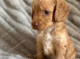 Last golden colour cockapoo boy, ready next week