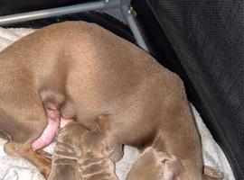 dachshund bitch puppy