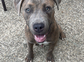 American bull dog / staff