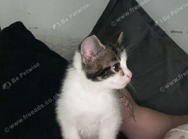 7 week old kitten male