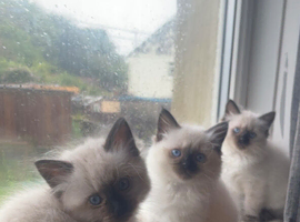 9 week old ragdoll kittens