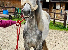 Pretty Grey Mare