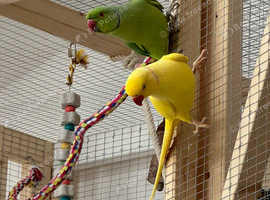 2 beautiful Indian ring neck parrots