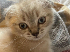 Scottish fold kitten