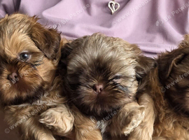 Stunning Imperial Shihtzu Puppies