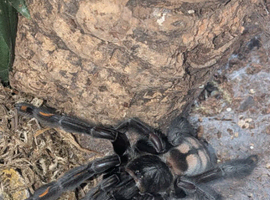 Venezuelan Sun Tiger Tarantula