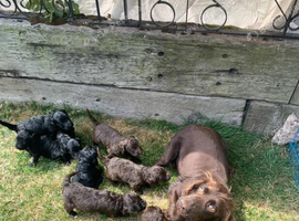 STUNNING COCKAPOO PUPS