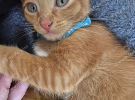 beautiful ginger boy