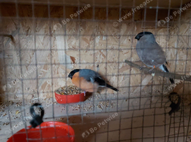 Sibarenig bullfinches and british goldfinches for sale