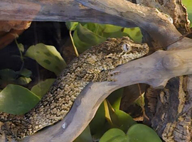 Gargoyle Gecko