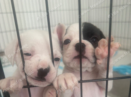 7 Adorable puppies