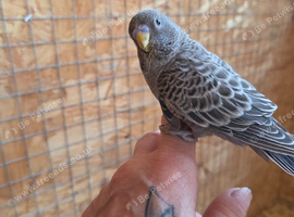 GOTHIC BLACK BUDGIES