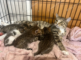 Kittens