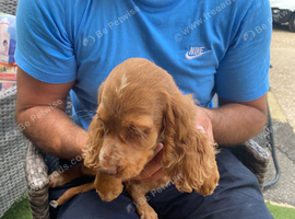 Cocker spaniel puppies