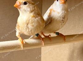 Triple orange zebra finches