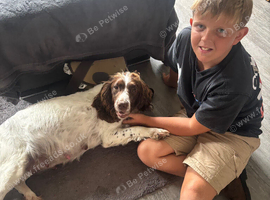 Seeking working homes or loving family homes