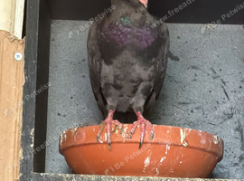 Pigeon for sale