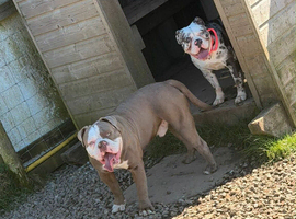 Bulldog puppies 10 weeks boys 5 available