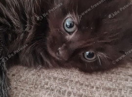 2 Baby kittens