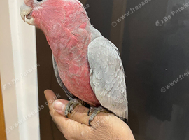Friendly Baby Handreared Tame Galah Cockatoo Parrot,31