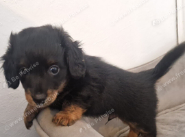 Doxie chon boy