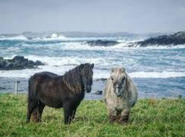 2 shetlands cute and lovley