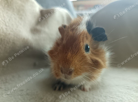 Boy guinea pig