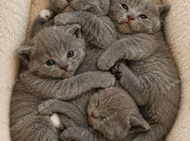 Fluffy playfull BSH kittens available