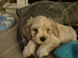 Cavachon puppies