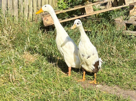 Stunning pure white runner drake