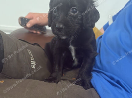 One lovely cocker spaniel boy left
