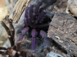 Tarantula Collection list