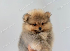Pomeranian puppies ready now for loving homes
