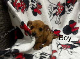 Dachshund xcross Chihuahua