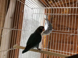 1x pair of black cheek lovebirds with dna