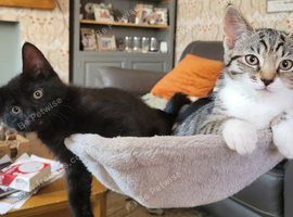 X2 kittens