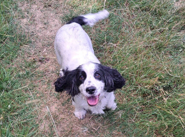 Cocker Spaniel
