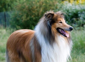 ROUGH COLLIE ... MATURE FEMALE