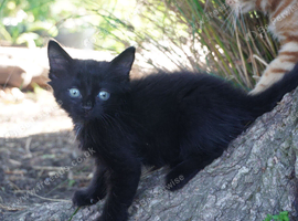 Kittens near Canterbury, Kent