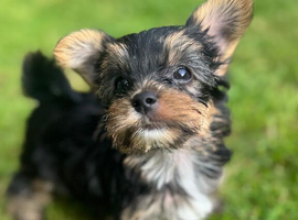 ONLY ONE BOY AVAILABLE - Toy Yorkshire Terriers