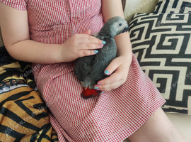 African grey parrots babies for sale