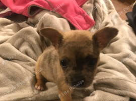 Merle french bulldog x jack Russell