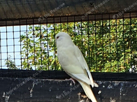 White baby budgies