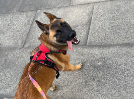 1 year old Belgian Malinois